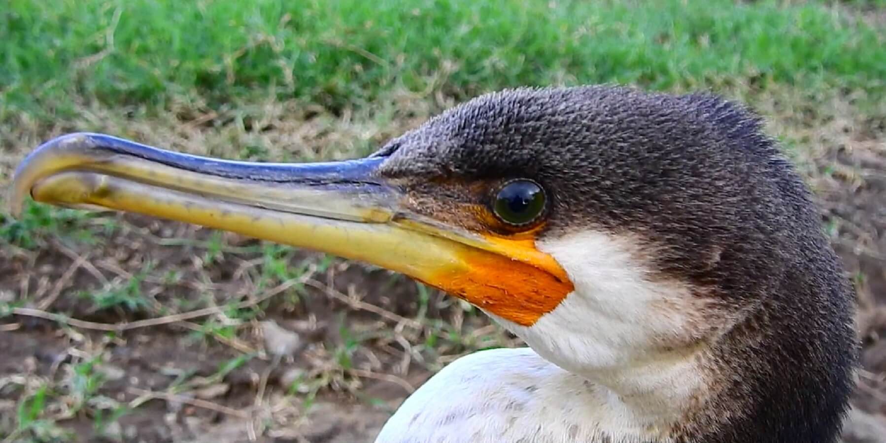 Birds In Kenya