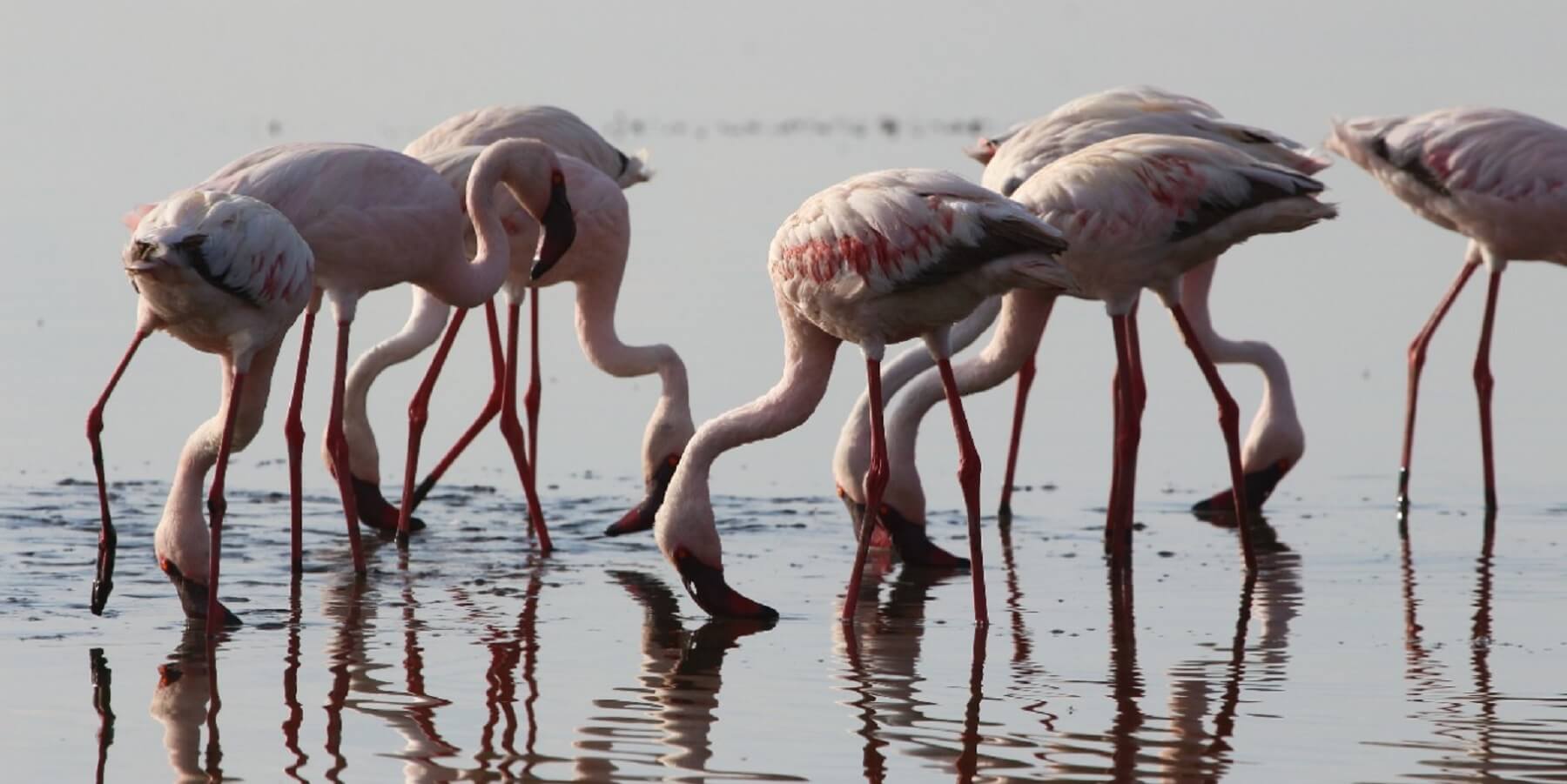 Flamingo in Lake nakuru National park