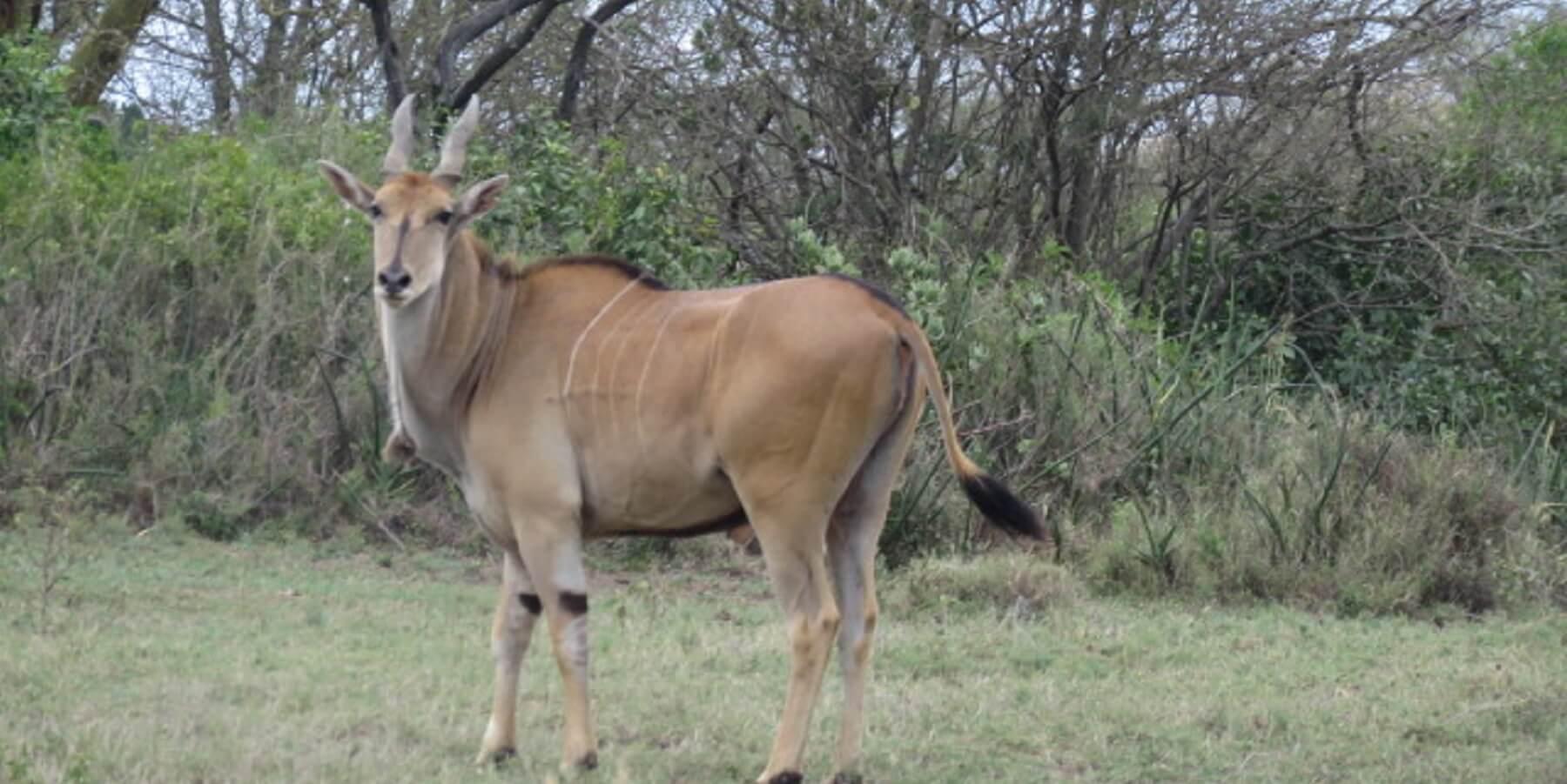 Kenyan Wildlife