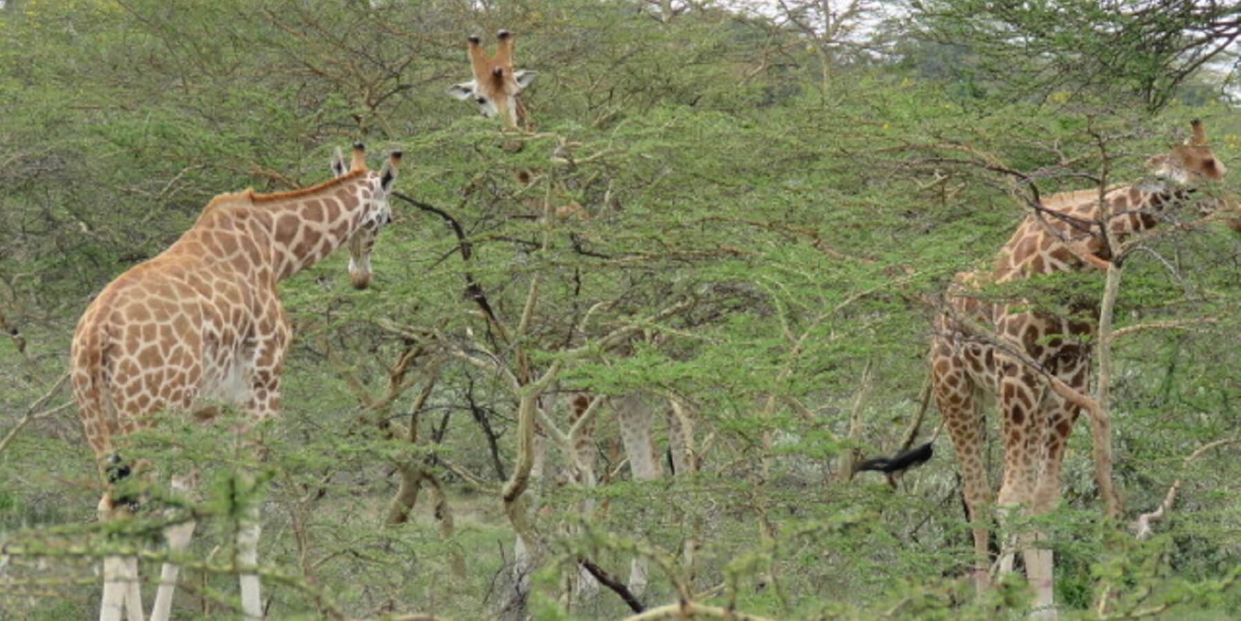 West African Giraffe