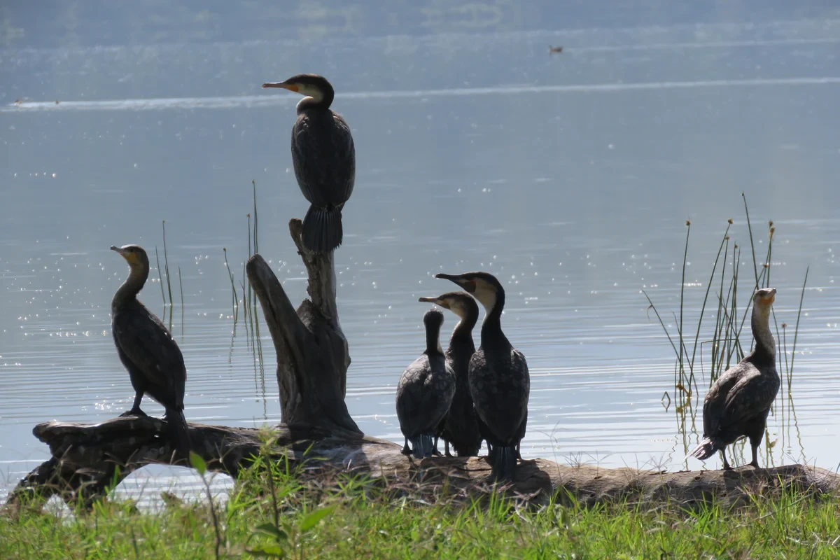 Best destinations for birds watching in Kenya- Olanka Safaris tour company