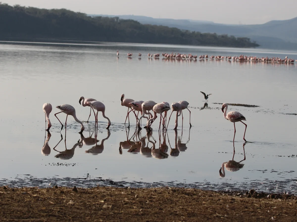 Bird Watching in Kenya, Nakuru| Olanka Safaris