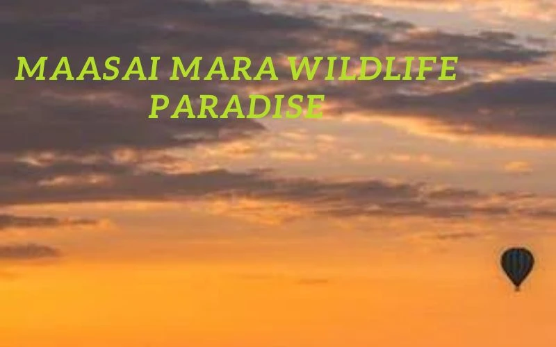 The Maasai Mara National Reserve is a wildlife paradise that you can't miss. 