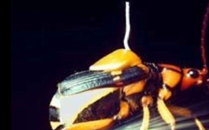 The Bomb Cannon  of a Bombardier Beetle 