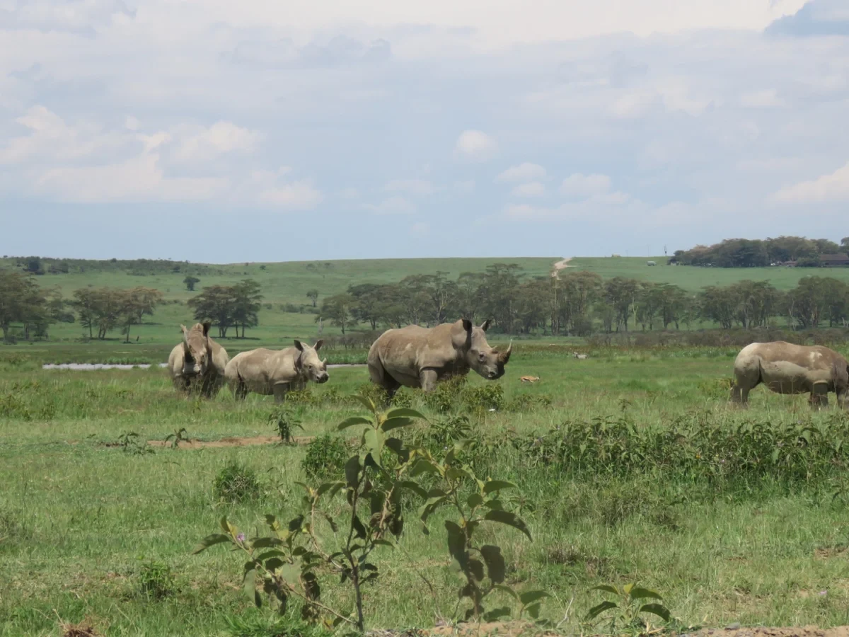 Discover the Beauty of Lake Nakuru National Park with Olanka Safaris