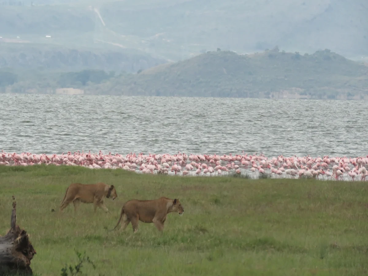 Nakuru’s new city status- impact on the tourism sector-Olanka Safaris Tour Company