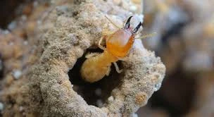 Termites: Nature's Hidden Architects and Decomposers