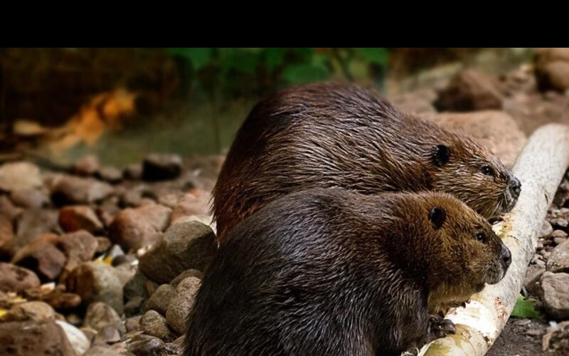 The Ecosystem Engineers :The most notable aspect of beaver behavior is their construction of dams