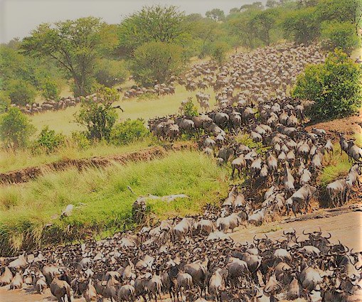 The Most Sort After Wildlife Experience-Wildebeest Migration| Olanka Safaris