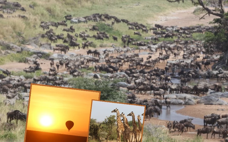 Wildebeest Migration 2024 Package.